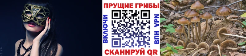 Купить  Донецк  Псилоцибиновые грибы GOLDEN TEACHER 
